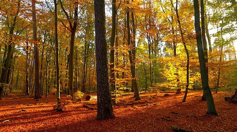 Der Grunewald im Herbst. – Bild: 3sat