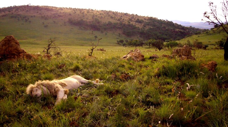 Der weiße Löwe – Bild: MKNS