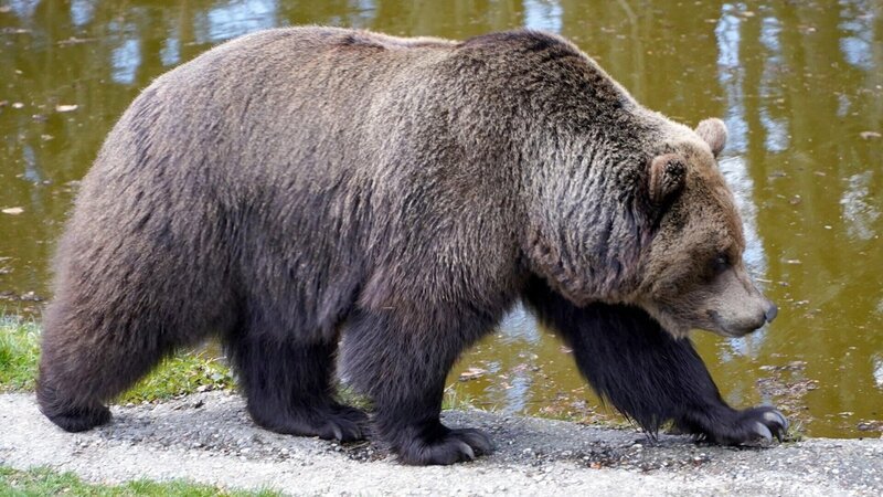Bär. – Bild: ZDF und ORF/Peppo Wagner Bär. – Bild: ZDF und ORF/Peppo Wagner