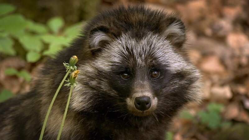 Marderhund. – Bild: ORF/​ZDF/​Wild Thring Media