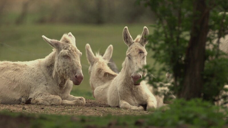 Bild: @Red Bull Media House/​ServusTV