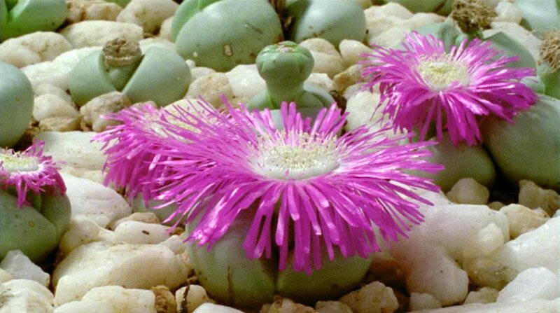Universum „Namaqualand – Der Blumengarten Afrikas“. Namaqualand in Südafrika ist alljährlich Schauplatz eines einzigartigen Spektakels: Eine unwirtliche Wüstenlandschaft verwandelt sich zu einem der größten Blumenbeete der Welt. Doch das Paradies währt nur für wenige Wochen. Bis der Regen wiederkehrt, entspinnt sich für Erdmännchen und Strauße, Menschen und Pflanzen ein Wettlauf gegen die Umbarmherzigkeit des Jahreslaufs. Im Bild: „Lebende Steine“ in der Quarzstein-Wüste. – Bild: ORF (FS1/FS2) / ORF2 Universum „Namaqualand – Der Blumengarten Afrikas“. Namaqualand in Südafrika ist alljährlich Schauplatz eines einzigartigen Spektakels: Eine unwirtliche Wüstenlandschaft verwandelt sich zu einem der größten Blumenbeete der Welt. Doch das Paradies währt nur für wenige Wochen. Bis der Regen wiederkehrt, entspinnt sich für Erdmännchen und Strauße, Menschen und Pflanzen ein Wettlauf gegen die Umbarmherzigkeit des Jahreslaufs. Im Bild: „Lebende Steine“ in der Quarzstein-Wüste. – Bild: ORF (FS1/FS2) / ORF2