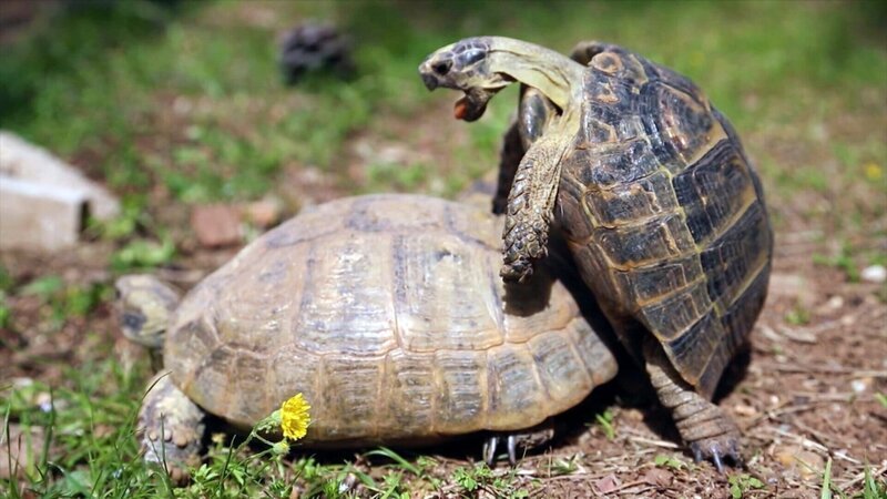 Einstein Sex, Drogen und Spiel – Überlebenswichtiges Vergnügen im Tierreich Zwei Schildkröten beim Vergnügen – Bild: SRF