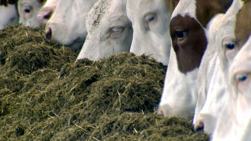 Landlust - Landfrust – Bild: ORF/​pre tv/​Robert Neumüller
