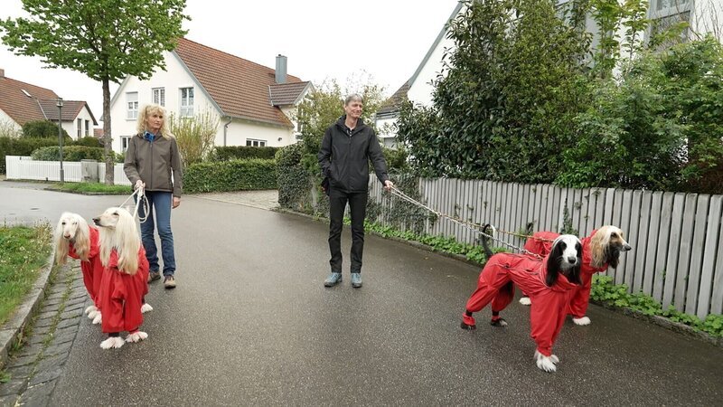 Jens und Ines Bauer aus Regensburg mit ihren vier Afghanischen Windhunden. – Bild: RTL