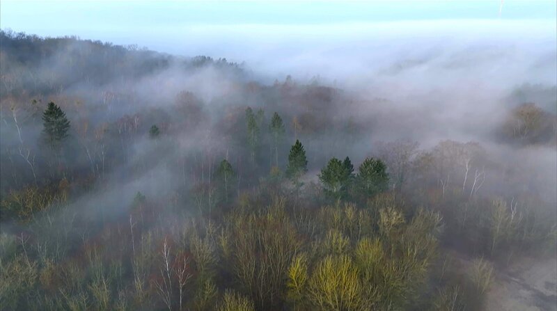Der Grunewald - Ein Jahr unter Bäumen – Bild: 3sat