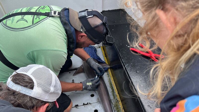 Der Hundshai wird von Fischereibiologe Matthias besendert. – Bild: BR/​Text und Bild Medienproduktion GmbH & Co. KG/​Gerrit Mannes