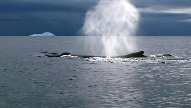 Wale in der Antarktis. – Bild: BR/​Venzago/​Leykauf Film