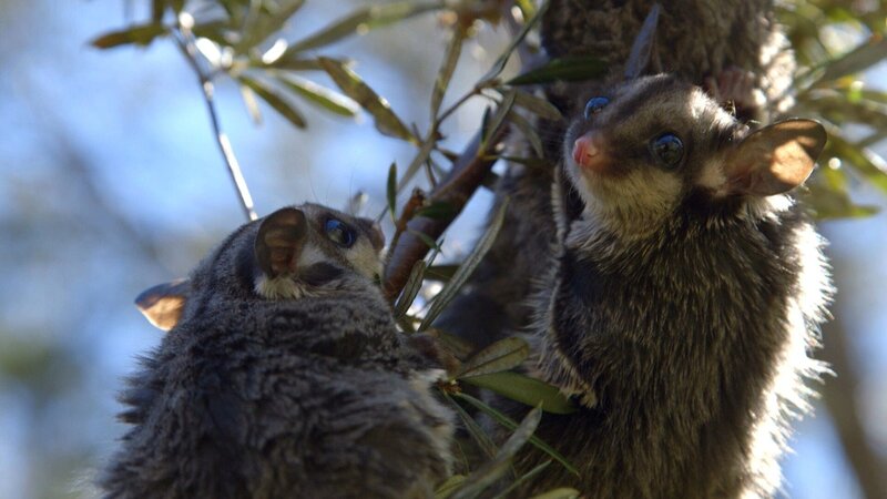 Hörnchenbeutler. – Bild: RTL /​ Im Busch
