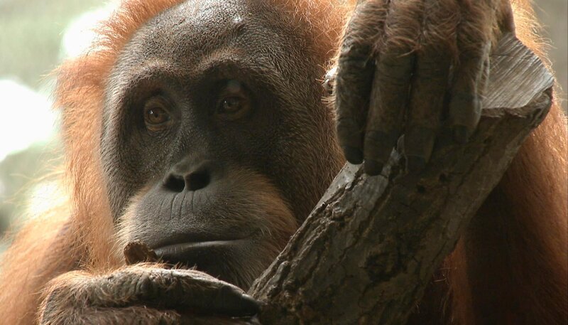 Orang-Utan-Dame Sirih vor ihrer Abreise in die USA. – Bild: HR