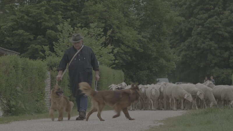Sepp Hartl (Bild) ist einer der letzten Wanderschäfer. Mit etwa 1.000 Schafen zieht er von April bis Weihnachten im Raum Augsburg umher. In unserer dicht besiedelten Landschaft eine echte Herausforderung. – Bild: BR Sepp Hartl (Bild) ist einer der letzten Wanderschäfer. Mit etwa 1.000 Schafen zieht er von April bis Weihnachten im Raum Augsburg umher. In unserer dicht besiedelten Landschaft eine echte Herausforderung. – Bild: BR