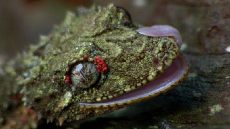 Nördlicher Blattschwanzgecko – Bild: RTL /​ Regenwälder