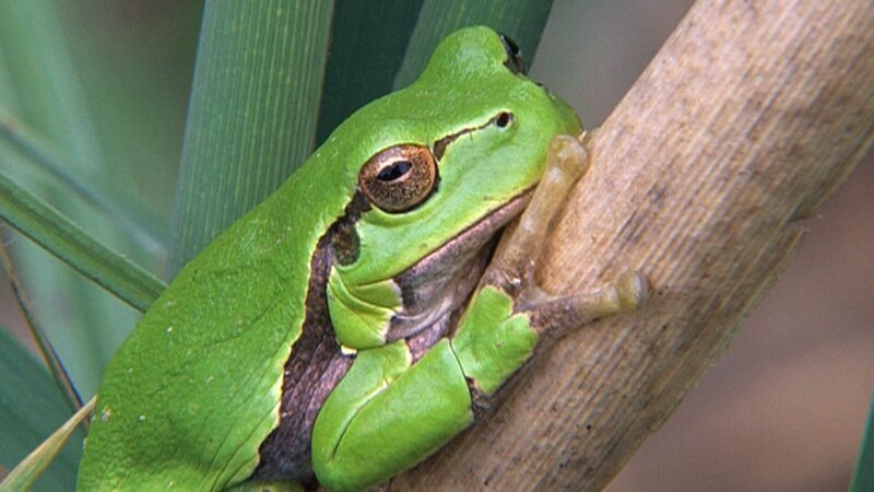 Ein Europäischer Laubfrosch klammert sich an einen Schilfhalm im Ampermoos. – Bild: BR