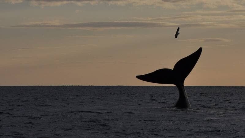 Patagonia – Bild: Animal Planet