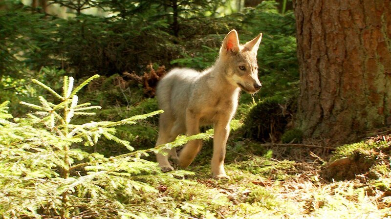 Wildlebender Wolfswelpe. Weiteres Bildmaterial finden Sie unter www.br-foto.de. – Bild: BR/S. Koerner Wildlebender Wolfswelpe. Weiteres Bildmaterial finden Sie unter www.br-foto.de. – Bild: BR/S. Koerner