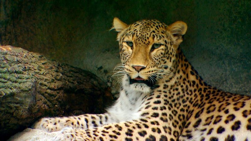 Leopardenkater Jarome aus dem Allwetterzoo Münster. – Bild: WDR/​ Me works GmbH