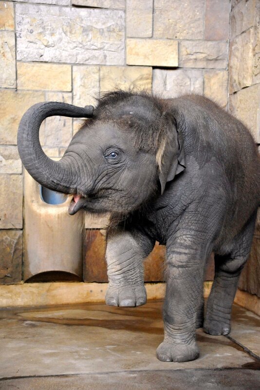 rbb Fernsehen PANDA, GORILLA & CO., TEIL 201, „Geschichten aus dem Zoo Berlin und dem Tierpark Berlin“, als kompliziert erweist sich das Training von Elefantenkind Thuza für die Tierpfleger aus dem Tierpark: Typisch kleines Mädchen will sie nicht richtig hören und stillstehen schon gar nicht. – Bild: rbb/​Thomas Ernst