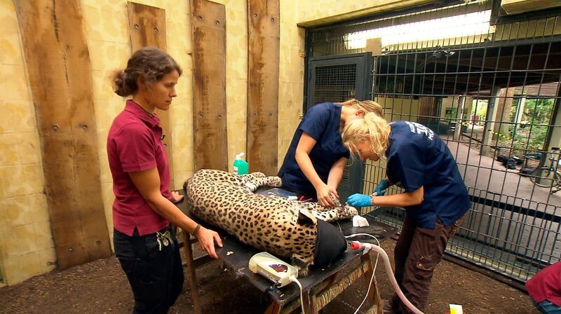 Leopardenkater Jarome aus dem Allwetterzoo Münster muss operiert werden. Tierpflegerin Anke überwacht den Eingriff ihres Schützlings genau. Zootierärztin Imke kümmert sich um seine eingewachsene Vorderkralle. – Bild: WDR/​ Me works GmbH