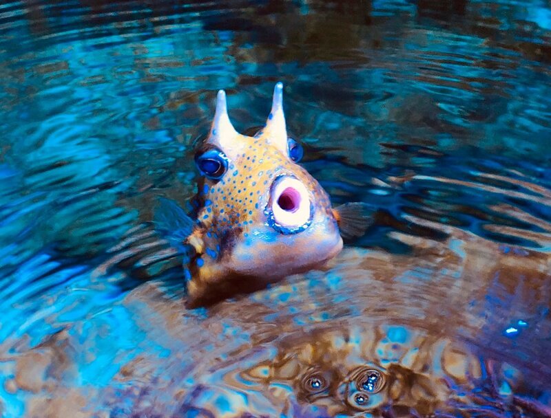 Kuhkofferfisch „Erbse“ aus dem Allwetterzoo Münster freut sich über sauberes Wasser in seinem Aquarium. – Bild: WDR/​Me works GmbH