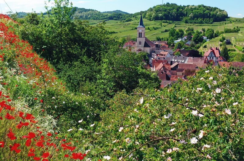 Der Kaiserstuhl zählt zu den sonnigsten und heißesten Gegenden Deutschlands. – Bild: BR, SWR, Tobias Mennle Filmproduktion Der Kaiserstuhl zählt zu den sonnigsten und heißesten Gegenden Deutschlands. – Bild: BR, SWR, Tobias Mennle Filmproduktion