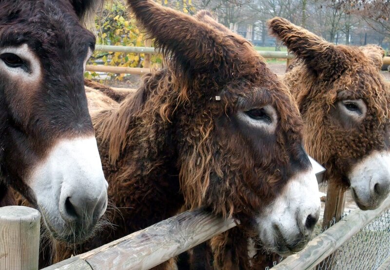 ARD/​SWR EISBÄR, AFFE & CO FOLGE 153, „Zoogeschichten aus Stuttgart“, am Dienstag (07.12.10) um 16:10 Uhr im ERSTEN. Bei den Poitueseln hat sich Besuch angekündigt: Der Hufpfleger kommt. – Bild: SWR/​Jens Klinger