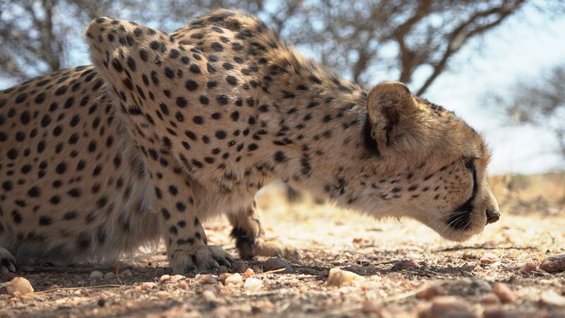 How do the fastest land animals run so fast? Cheetah’s in Na’ankuse Wildlife Sanctuary. – Bild: Animal Planet /​ Discovery Communications, LLC