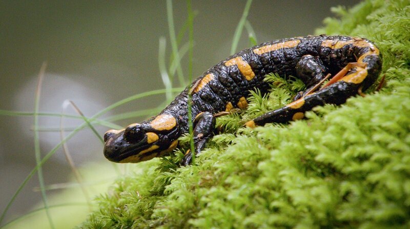 Feuersalamander. – Bild: ZDF und MDR/​Capricornum Film/​Uwe Müller