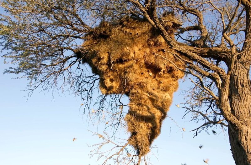 Siedelweber wohnen in riesigen Gemeinschaftsnestern, in denen bis zu 500 Vögel Platz haben. – Bild: Docland Yard/​Biglo Productions/​ARTE /​ © Docland Yard/​Biglo Productions/​ARTE