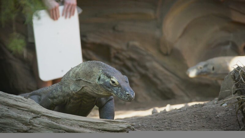 Komodo dragon. – Bild: Animal Planet