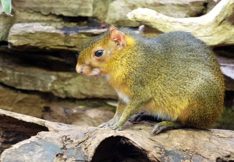 ARD/​SWR EISBÄR, AFFE & CO FOLGE 152, „Zoogeschichten aus Stuttgart“, am Montag um 16:10 Uhr im ERSTEN. Goldacouchi: Dieser Nager lebt im Kleinsäugerhaus der Wilhelma. Heute bekommt er nach dem Winter zum ersten Mal wieder frisches Laub. – Bild: SWR/​Jens Klinger