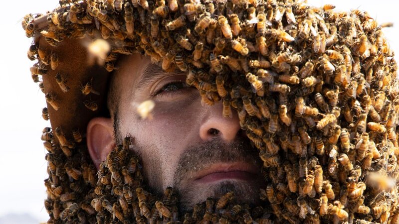 Coyote’s face and hat is covered with bees for his bee beard. – Bild: Discovery Communications, LLC
