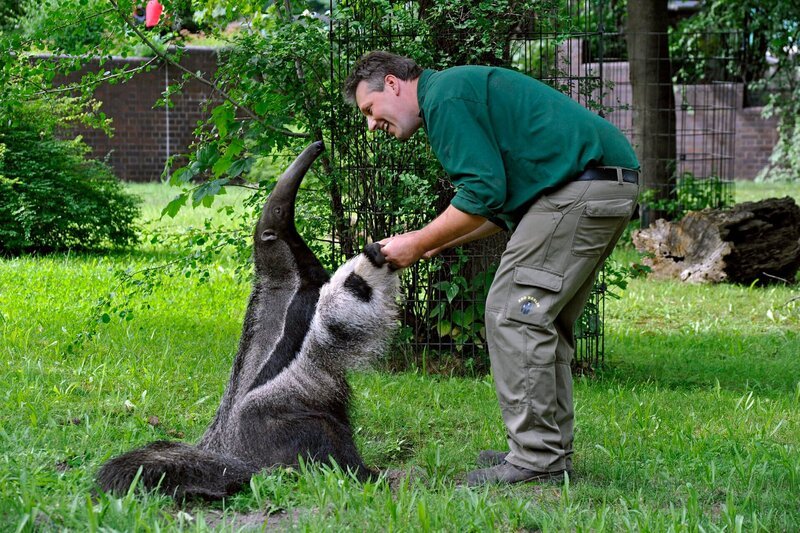 rbb Fernsehen PANDA, GORILLA & CO., TEIL 199, „Geschichten aus dem Zoo Berlin und dem Tierpark Berlin“, am Freitag um 21:00 Uhr. Richtig groß geworden ist Ameisenbär Carlos. Reviertierpfleger Thomas Messinger muß das Flaschenkind bald an den Schweriner Zoo abgeben. – Bild: rbb/​Thomas Ernst