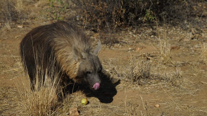How do hyenas eat everything? – Hyenas demonstrating how they really do eat everything. – Bild: Animal Planet /​ Discovery Communications, LLC