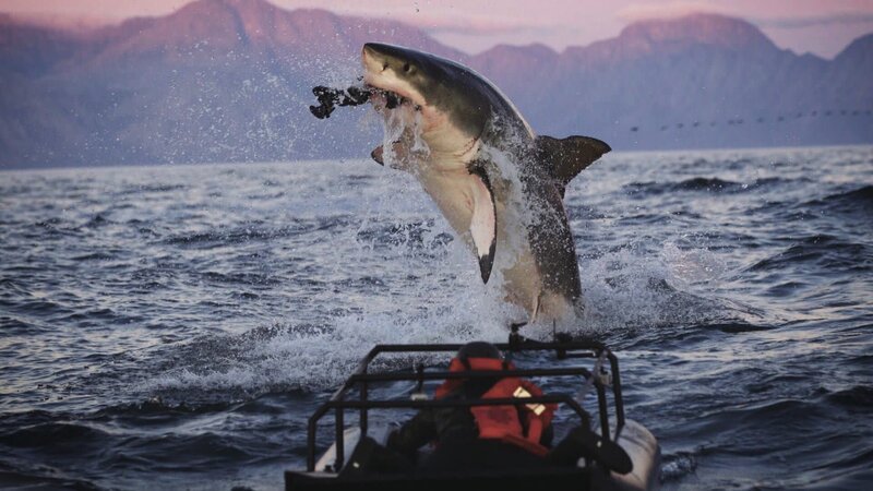 Watching the dynamics of a breach from underwater for the first time via a camera contraption Jeff dreamed up called the „Seal Eye“. – Bild: Warner Bros. Discovery