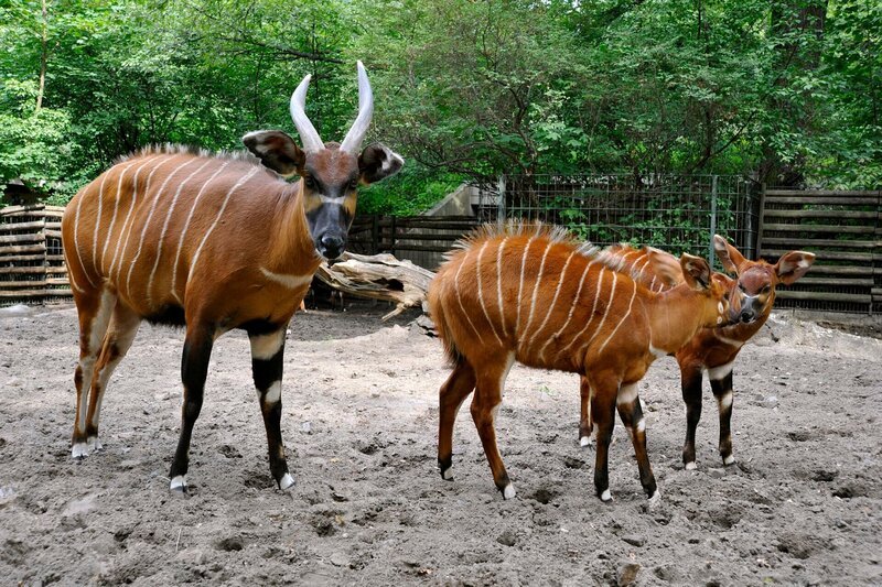 PANDA, GORILLA & CO., TEIL 198, „Geschichten aus dem Zoo Berlin und dem Tierpark Berlin“, am Freitag um 21:00 Uhr. Bei den beiden Bongo-Kindern kann man nur hoffen, dass sie nicht zu sehr nach dem Vater schlagen: Der neue Waldantilopenbulle Shagari hat nämlich ziemlich schiefe Hörner. – Bild: rbb/​Thomas Ernst