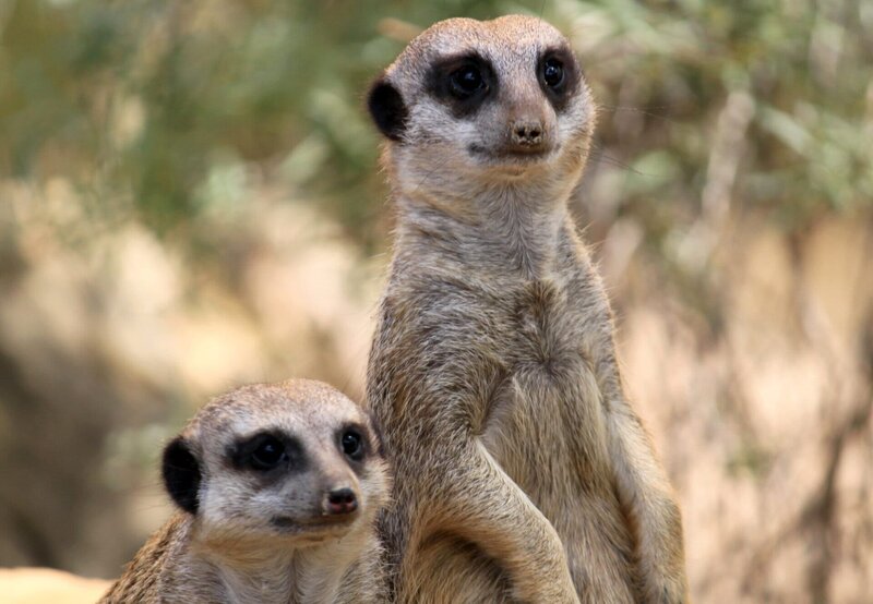 ARD/​SWR EISBÄR, AFFE & CO FOLGE 151, „Zoogeschichten aus Stuttgart“, am Freitag um 16:10 Uhr im ERSTEN. Die Erdmännchen gehören zu den beliebtesten Tieren der Wilhelma. Es sind sehr soziale Tiere und eines von ihnen hält immer Wache. – Bild: SWR/​Jens Klinger