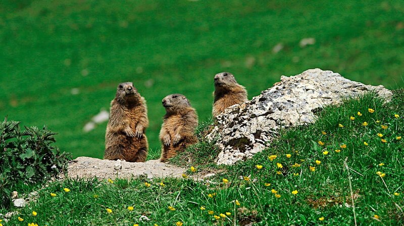 Hoch oben in den Walliser Alpen am Adlerhorn sind die Murmeltiere zuhause. Die Nager leben hier nicht ungefährlich. Sie sind die bevorzugte Beute des Steinadlers. Deshalb entfernen sich die Murmeltiere nie weit von ihren Bauten. – Bild: WDR/Sigurd Tesche Hoch oben in den Walliser Alpen am Adlerhorn sind die Murmeltiere zuhause. Die Nager leben hier nicht ungefährlich. Sie sind die bevorzugte Beute des Steinadlers. Deshalb entfernen sich die Murmeltiere nie weit von ihren Bauten. – Bild: WDR/Sigurd Tesche