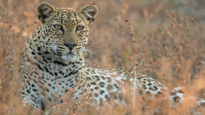 Malika, Leopardin – Bild: 3sat
