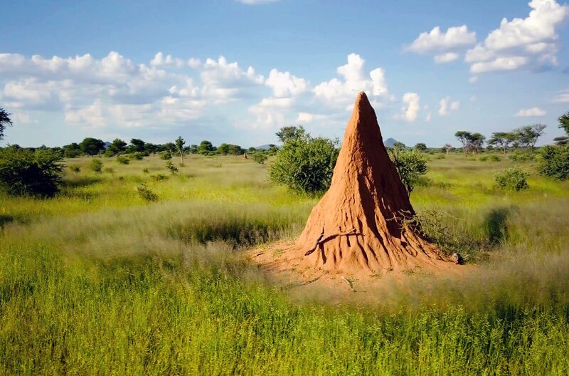 Einige Termitenhügel erreichen eine Höhe von bis zu zehn Metern und sind Hunderte von Jahren alt. – Bild: Docland Yard/​Biglo Productions/​ARTE