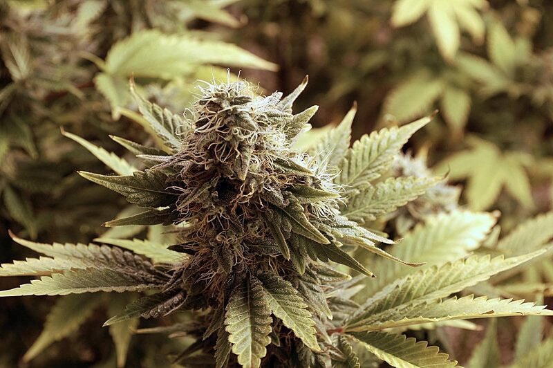 Hanfpflanze – Bild: PLURIMEDIA (National Geographic Television)