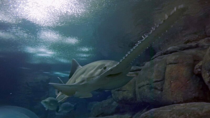 Äußerlich ist der Sägefisch eine Mischung zwischen einem Rochen und einem Hai. – Bild: ZDF und Jurassic Ltd.; Jacob Bryant