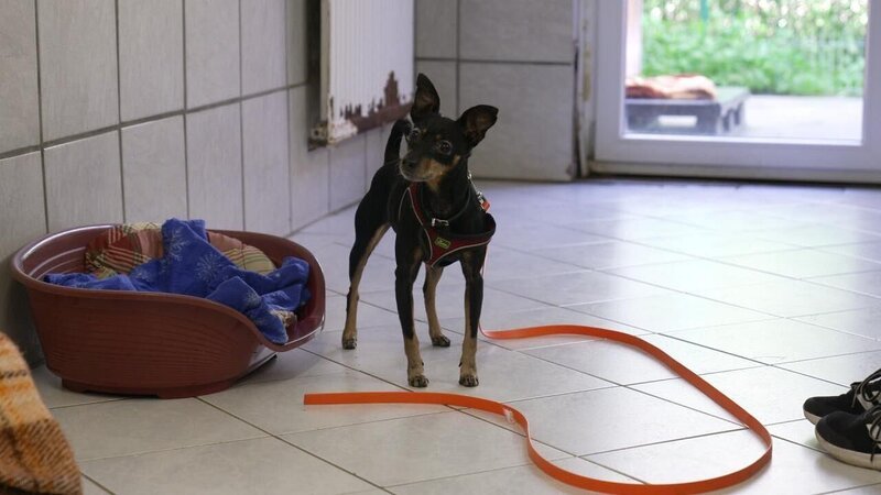 Pinscher Dame Püppi – Bild: RTL