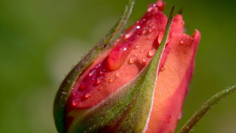 Universum: „Rose – Königin der Blumen“, Rosen sprechen weltweit eine eindeutige Sprache. Sie haben die Menschheit schon vor Jahrtausenden berührt und verführt. Ihre Zuchtformen und ihre Namen sind ein Spiegel der Zeitgeschichte. Eine der berühmtesten Sorten hat die Rose auch zu einem Friedenssymbol erhoben: Die Gloria Dei alias Peace Rose. Sie wurde die erfolgreichste Gartenrose aller Zeiten. Der Film stellt die biologischen Besonderheiten der Rose vor, erläutert, warum gerade die Rose zu einer solchen Fülle an Sorten fähig ist und zeigt, wie die Zusammensetzung des Rosendufts auf Tiere und Menschen wirkt, warum manche weiße Gartenrosenblüte bei Regen rote Tupfen bekommt und warum die Rote Spinne Bikini-Rosen liebt. – Bild: ZDF und ORF/​Epo-Film/​Harald Mittermüler