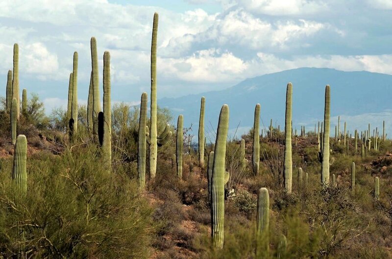 Der Saguaro-Nationalpark im US-Bundesstaat Arizona ist für seine Kakteen bekannt. – Bild: Elephant Doc
