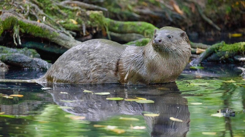 Fischotter bewegen sich elegant, schnell und lautlos durchs Wasser. An der Biebrza kann man sie mit Glück auch mal an Land sehen, da sie hier noch recht ungestört ihren Aktivitäten nachgehen können. – Bild: NDR/​Zorillafilm/​Jens Westphalen&Thoralf Grospitz