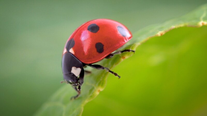 Just Animals S02E05: Insekten (Just Insects) – fernsehserien.de