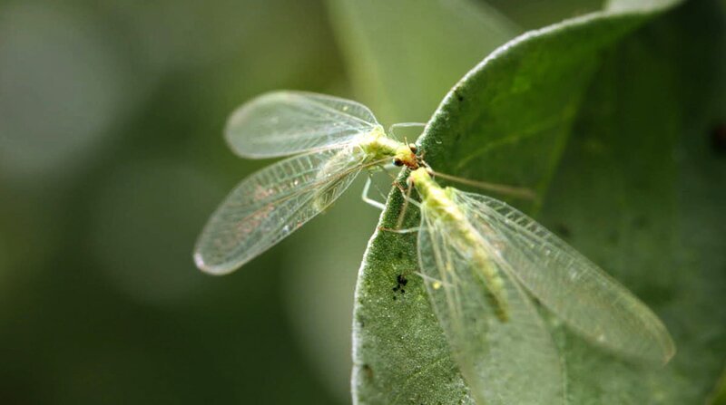 Florfliegen sind Meister des Vorspiels. Bei der Paarung stimulieren sie ihren Partner mit ihren Mundwerkzeugen. – Bild: BR/SWR Florfliegen sind Meister des Vorspiels. Bei der Paarung stimulieren sie ihren Partner mit ihren Mundwerkzeugen. – Bild: BR/SWR