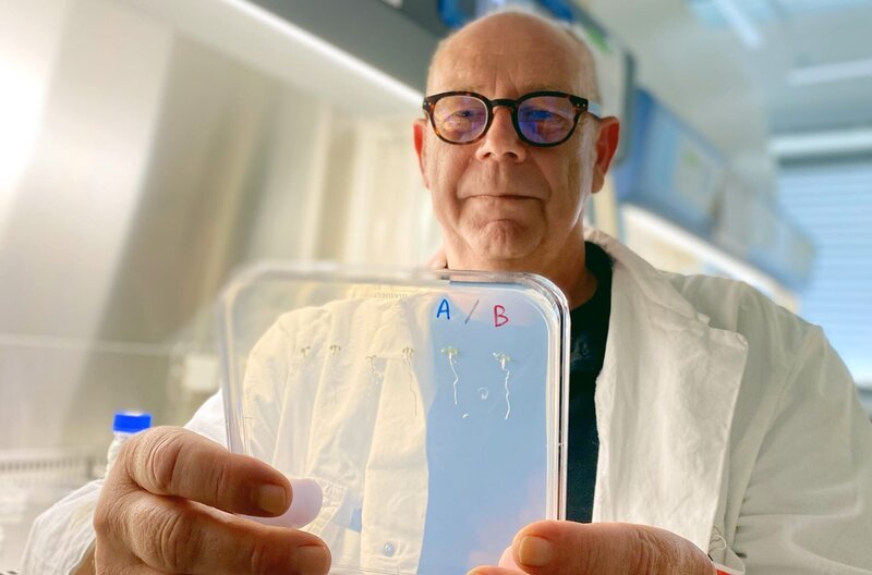 Eine revolutionäre Entdeckung in der Gentechnik könnte die Zuchtphasen von resistenten Kulturen deutlich verkürzen. – Bild: ZDF /​ Eco Media TV/​Rebecca Landshut