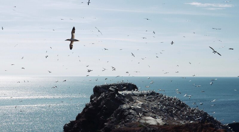 Basstölpel im Flug: Vogelbeobachtung auf der Nordsee-Insel Helgoland. – Bild: ZDF und SWR/if … Productions/Filmperlen Basstölpel im Flug: Vogelbeobachtung auf der Nordsee-Insel Helgoland. – Bild: ZDF und SWR/if … Productions/Filmperlen