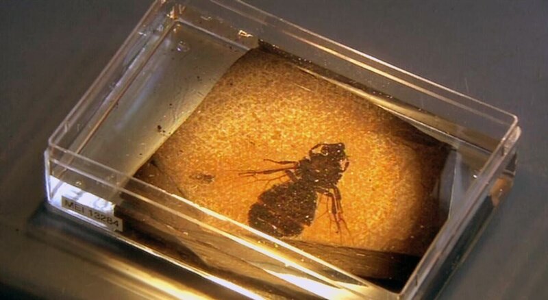 Ein Fenster zur Urzeit – Bild: ZDF und HR